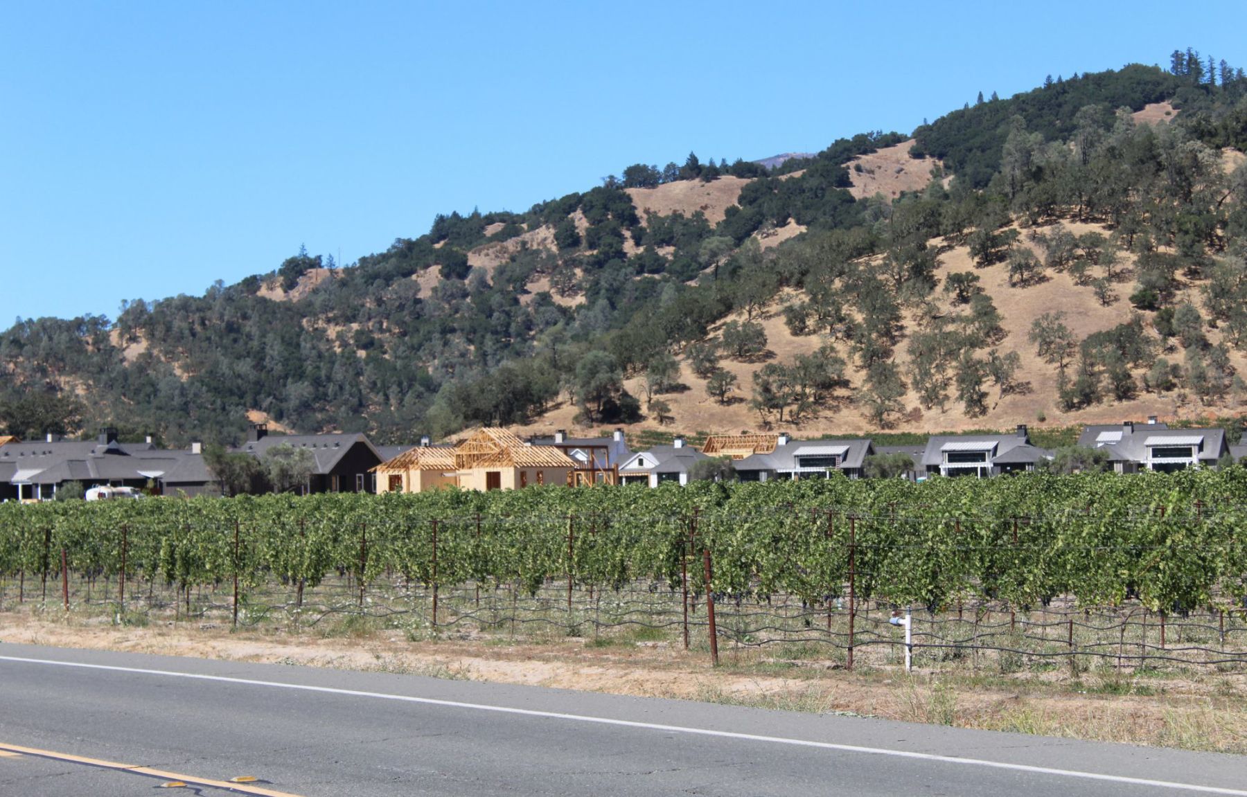 Lives of the Vines